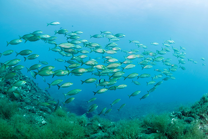 Commissione Politiche dell'Unione europea