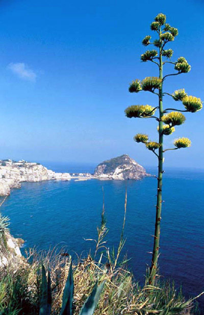 Ischia. Agave americana, appartenente alla famiglia delle Amarillidacee, 1995