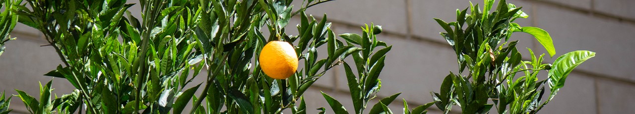 Giardino degli aranci